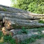 Anwendung Esche, Bergahorn, Kirschbaum und andere seltene Holzarten